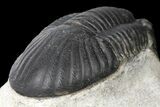 Bargain, Paralejurus Trilobite Fossil - Ofaten, Morocco #134052-5